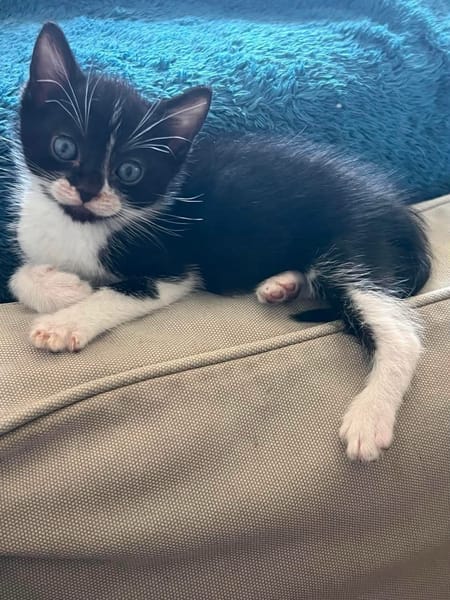 SAORI/SHIRYU/SHUN À ADOPTER PAR DEUX OU SEUL SI DEJA UN CHAT CHEZ VOUS