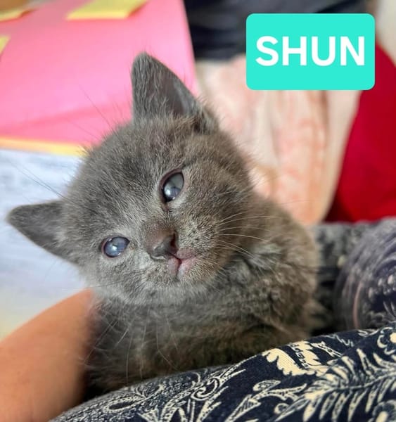 SAORI/SHIRYU/SHUN À ADOPTER PAR DEUX OU SEUL SI DEJA UN CHAT CHEZ VOUS