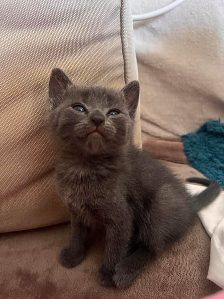 SAORI/SHIRYU/SHUN À ADOPTER PAR DEUX OU SEUL SI DEJA UN CHAT CHEZ VOUS