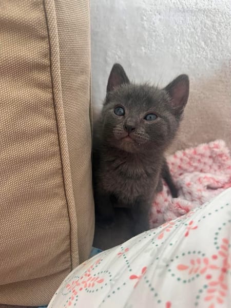 SAORI/SHIRYU/SHUN À ADOPTER PAR DEUX OU SEUL SI DEJA UN CHAT CHEZ VOUS