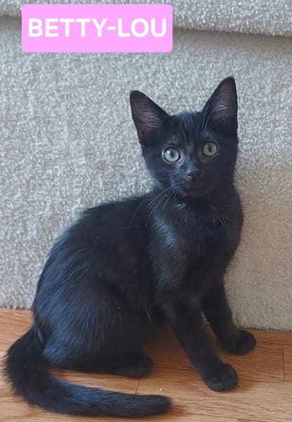 BETTY-LOU ET MARIE-OCEANE À ADOPTER EN DUO OU SEULE SI DEJA UN CHAT PRÉSENT CHEZ VOUS