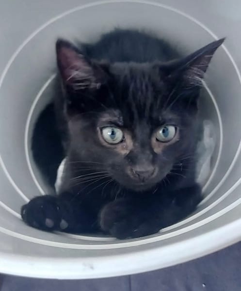 BETTY-LOU ET MARIE-OCEANE À ADOPTER EN DUO OU SEULE SI DEJA UN CHAT PRÉSENT CHEZ VOUS