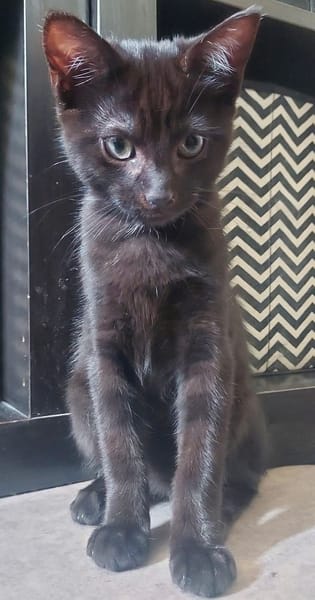 BETTY-LOU ET MARIE-OCEANE À ADOPTER EN DUO OU SEULE SI DEJA UN CHAT PRÉSENT CHEZ VOUS
