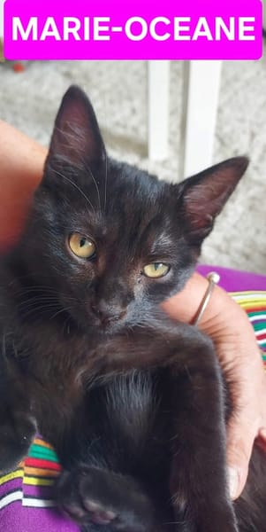 BETTY-LOU ET MARIE-OCEANE À ADOPTER EN DUO OU SEULE SI DEJA UN CHAT PRÉSENT CHEZ VOUS