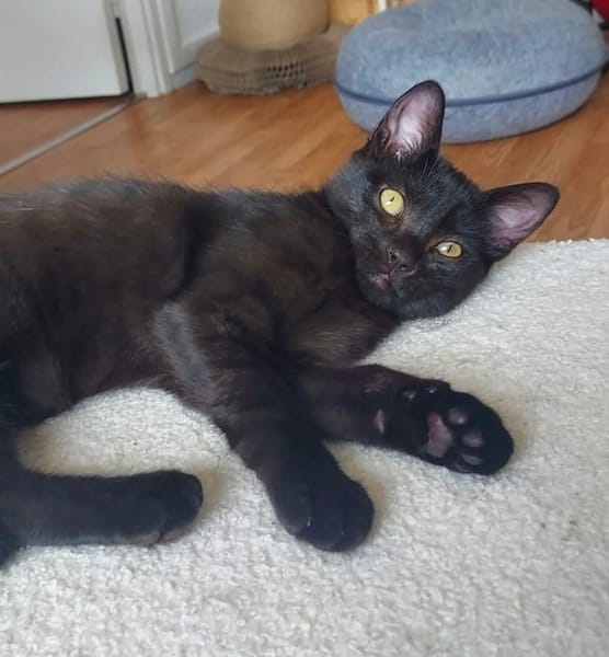 BETTY-LOU ET MARIE-OCEANE À ADOPTER EN DUO OU SEULE SI DEJA UN CHAT PRÉSENT CHEZ VOUS