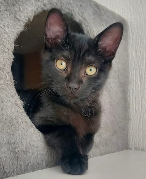 BETTY-LOU ET MARIE-OCEANE À ADOPTER EN DUO OU SEULE SI DEJA UN CHAT PRÉSENT CHEZ VOUS