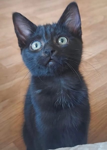 BETTY-LOU ET MARIE-OCEANE À ADOPTER EN DUO OU SEULE SI DEJA UN CHAT PRÉSENT CHEZ VOUS
