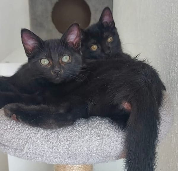 BETTY-LOU ET MARIE-OCEANE À ADOPTER EN DUO OU SEULE SI DEJA UN CHAT PRÉSENT CHEZ VOUS