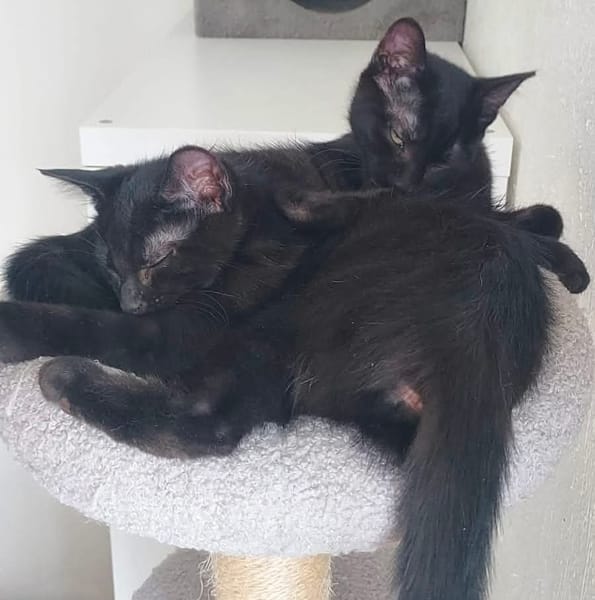 BETTY-LOU ET MARIE-OCEANE À ADOPTER EN DUO OU SEULE SI DEJA UN CHAT PRÉSENT CHEZ VOUS