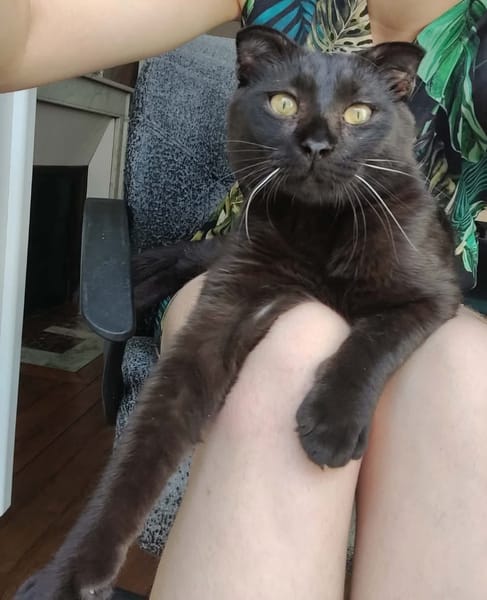 JAMMAH A ADOPTER AVEC UN CHAT DEJA PRÉSENT CHEZ VOUS