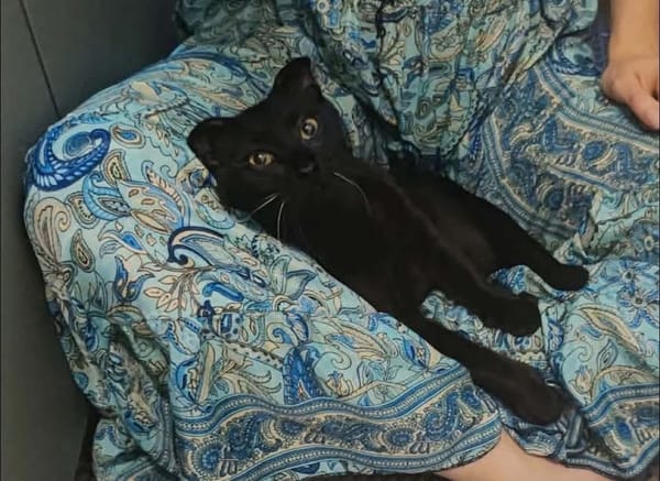 JAMMAH A ADOPTER AVEC UN CHAT DEJA PRÉSENT CHEZ VOUS