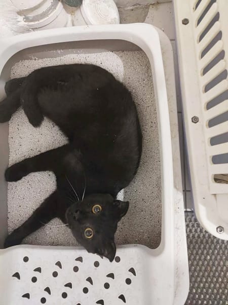 JAMMAH A ADOPTER AVEC UN CHAT DEJA PRÉSENT CHEZ VOUS