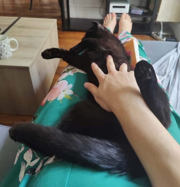 JAMMAH A ADOPTER AVEC UN CHAT DEJA PRÉSENT CHEZ VOUS