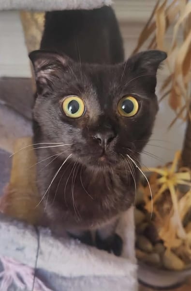 JAMMAH A ADOPTER AVEC UN CHAT DEJA PRÉSENT CHEZ VOUS