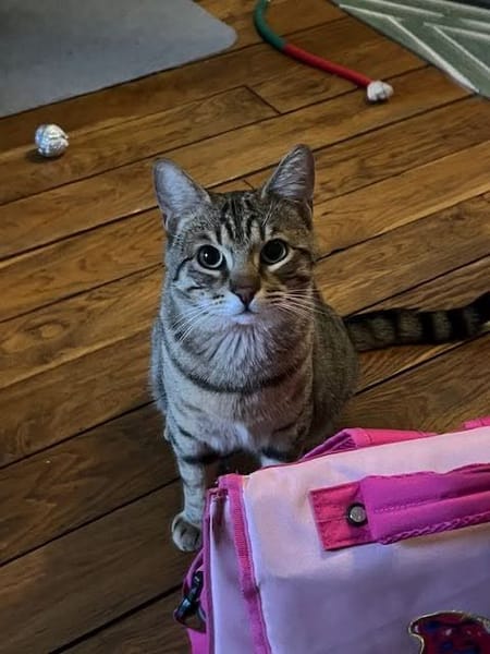 Simba