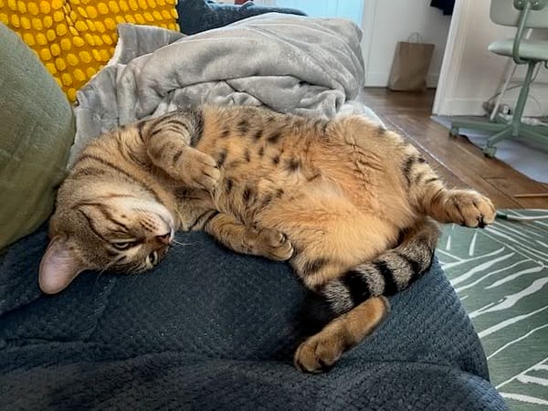 Simba