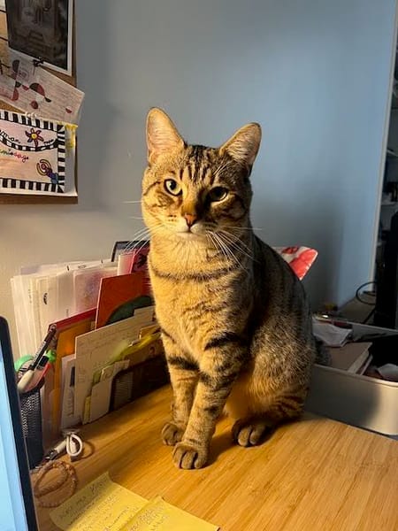 Simba