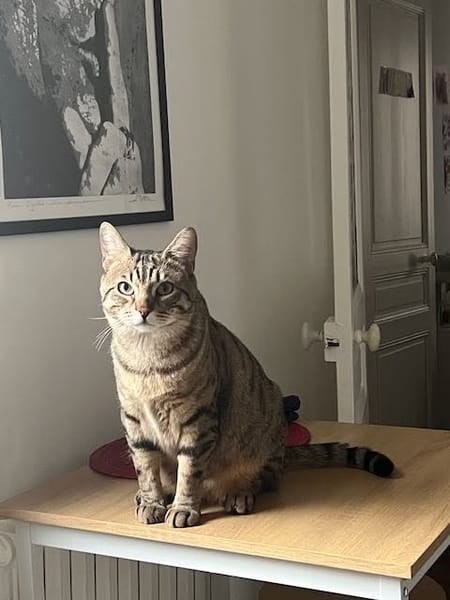 Simba