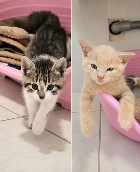 GUCCI et MALIBU