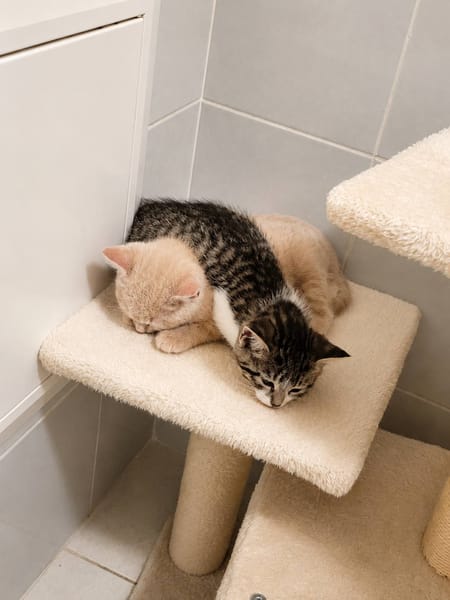 GUCCI et MALIBU