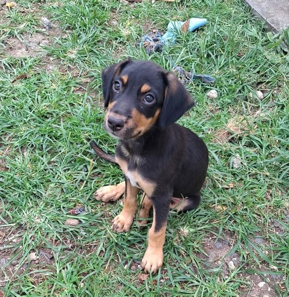 BROOKLYN, Chiot Berger Créole mâle