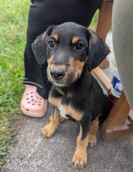 BROOKLYN, Chiot Berger Créole mâle
