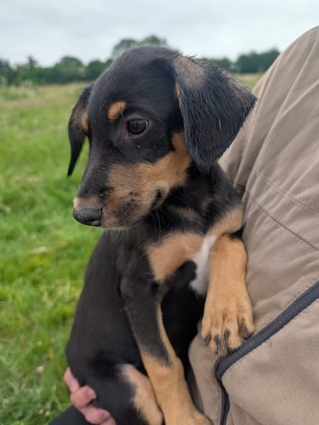 BROOKLYN, Chiot Berger Créole mâle