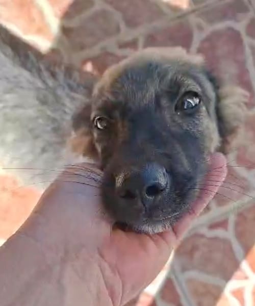 MAHE, chiot mâle Berger Créole