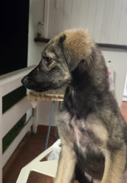 MAHE, chiot mâle Berger Créole