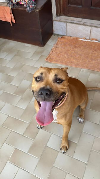 Omy, Mâle, X Berger, né le 31/01/2024 🐶