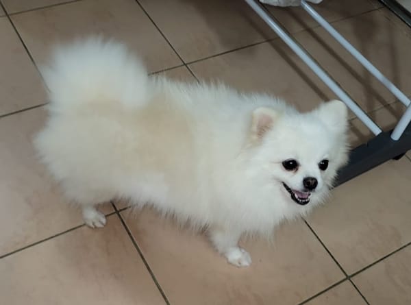 LINA, Spitz femelle