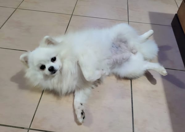 LINA, Spitz femelle
