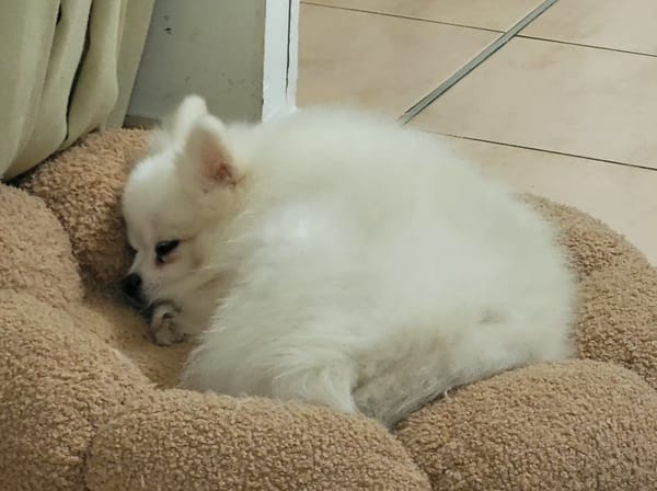 LINA, Spitz femelle