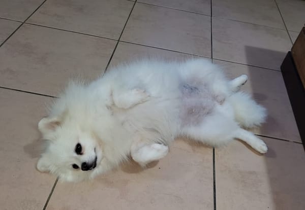 LINA, Spitz femelle