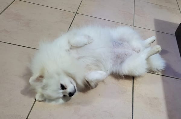 LINA, Spitz femelle