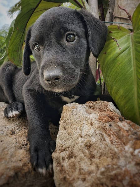 NYMEA, chiot femelle Berger Créole