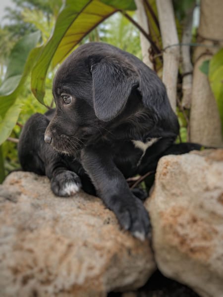 NYMEA, chiot femelle Berger Créole