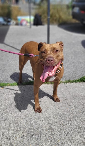 Brooklyn, femelle, Berger X Staffordshire Terrier (Décatégorisée par diagnose), née le 20/04/2022 🐶