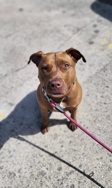 Brooklyn, femelle, Berger X Staffordshire Terrier (Décatégorisée par diagnose), née le 20/04/2022 🐶