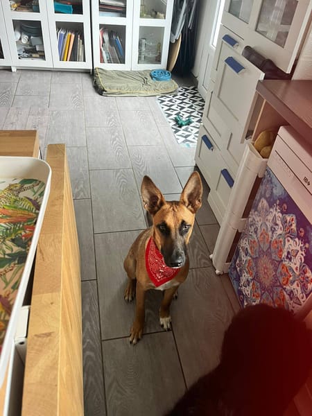 Balto, Mâle, X Berger, Né le 01/09/2025