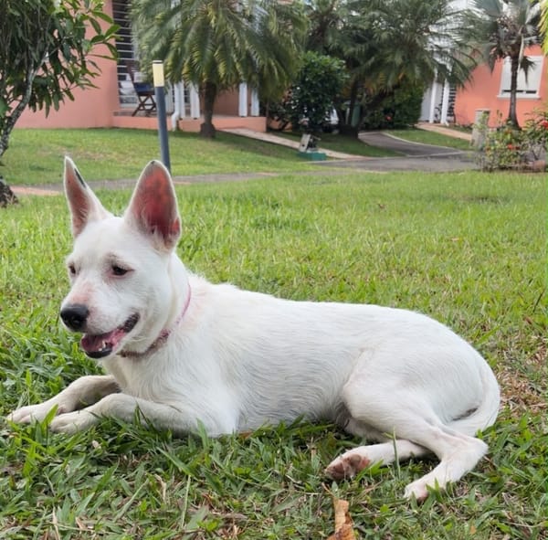 LOLA, Femelle Berger Créole