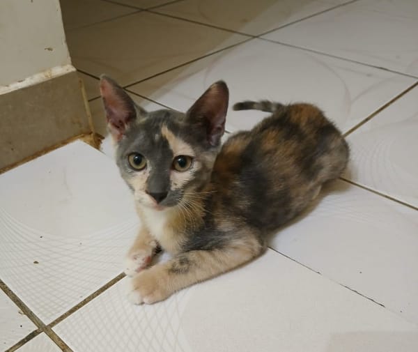 BABETH Chaton femelle type européen