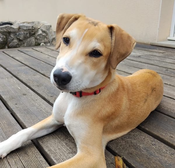 CARAMELA, Chiot Berger Créole