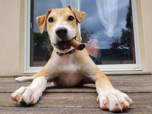 CARAMELA, Chiot Berger Créole
