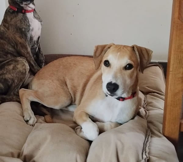 CARAMELA, Chiot Berger Créole