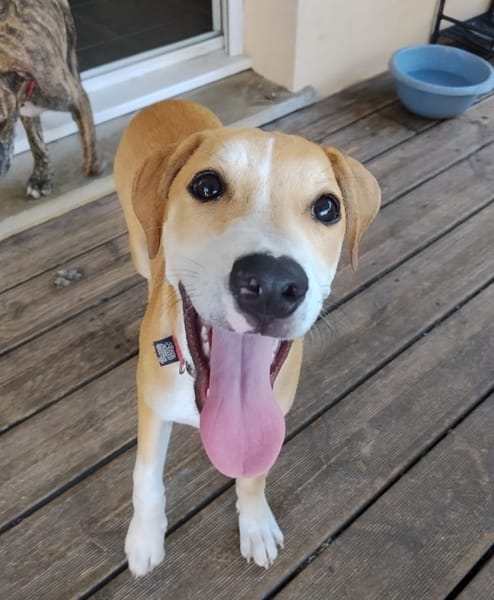 CARAMELA, Chiot Berger Créole