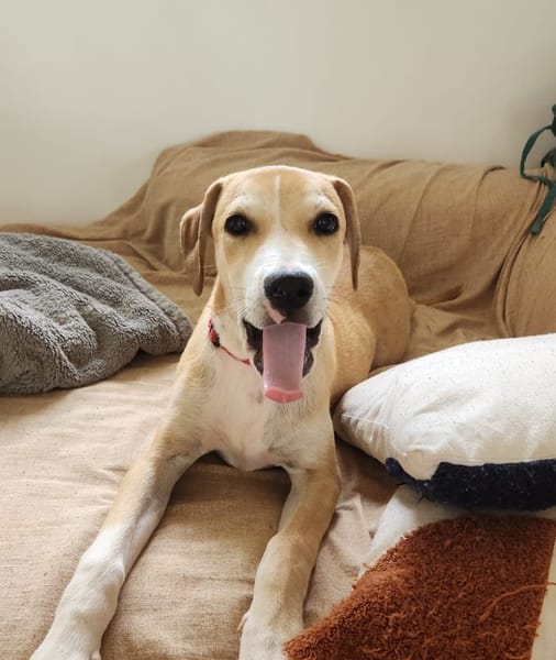CARAMELA, Chiot Berger Créole
