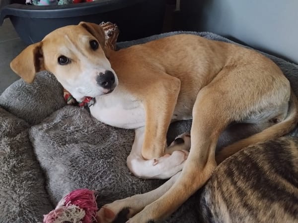 CARAMELA, Chiot Berger Créole