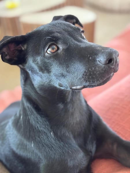LOCKY, Chiot mâle Croisé Labrador