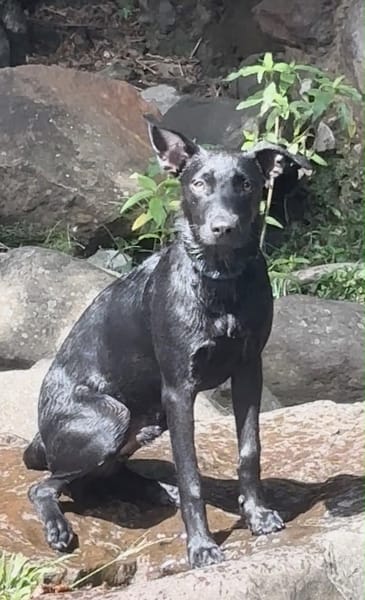 LOCKY, Chiot mâle Croisé Labrador
